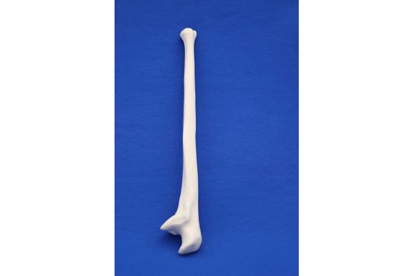 ULNA SOLID FOAM LEFT