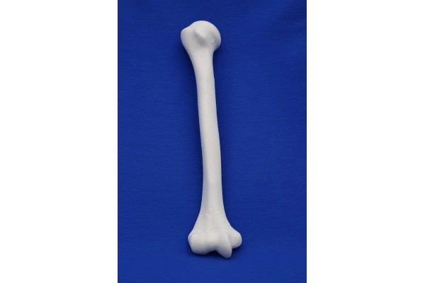 HUMERUS SOLID FOAM RIGHT