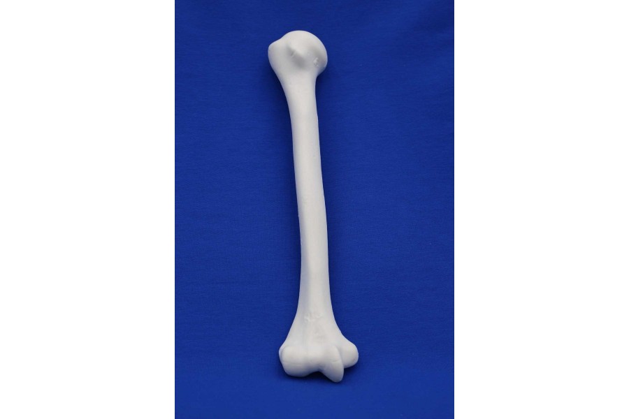 Humerus Solid Foam