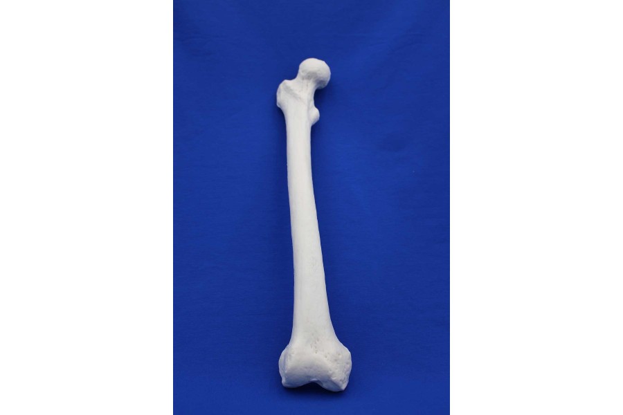 FEMUR SOLID FOAM