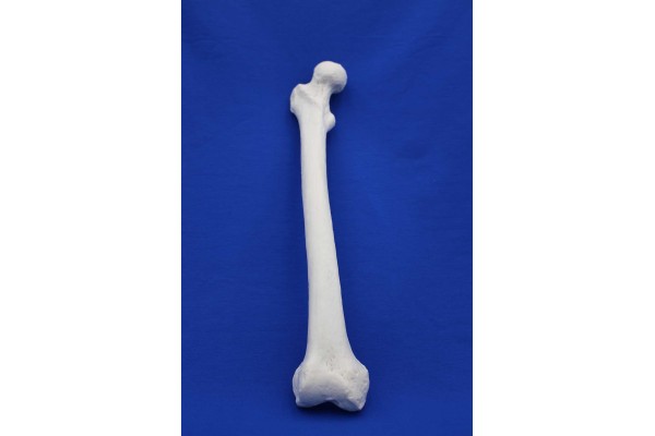 FEMUR SOLID FOAM