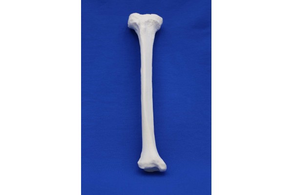 Tibia Solid Foam