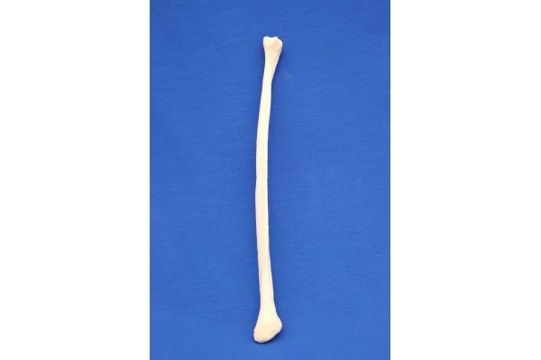 FIBULA SOLID FOAM LEFT